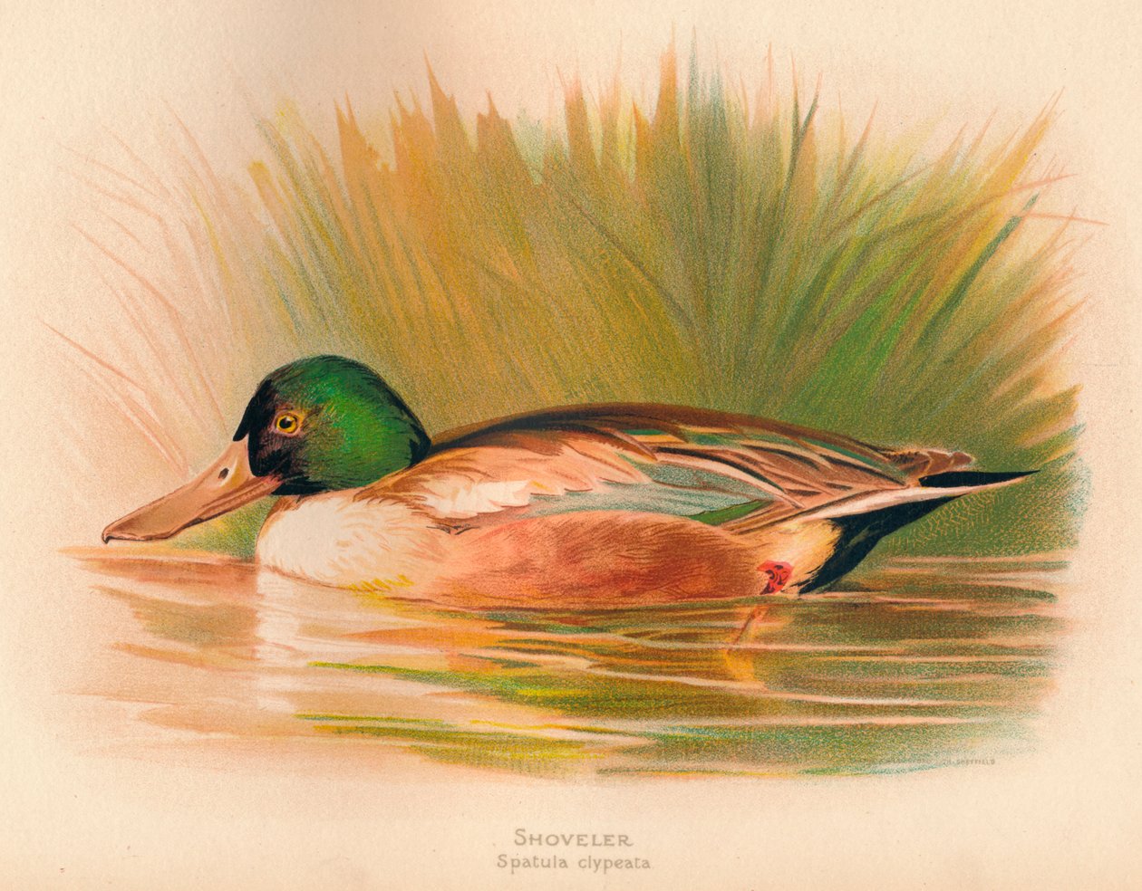 Canard souchet Spatula clypeata, 1900 - Charles Whymper