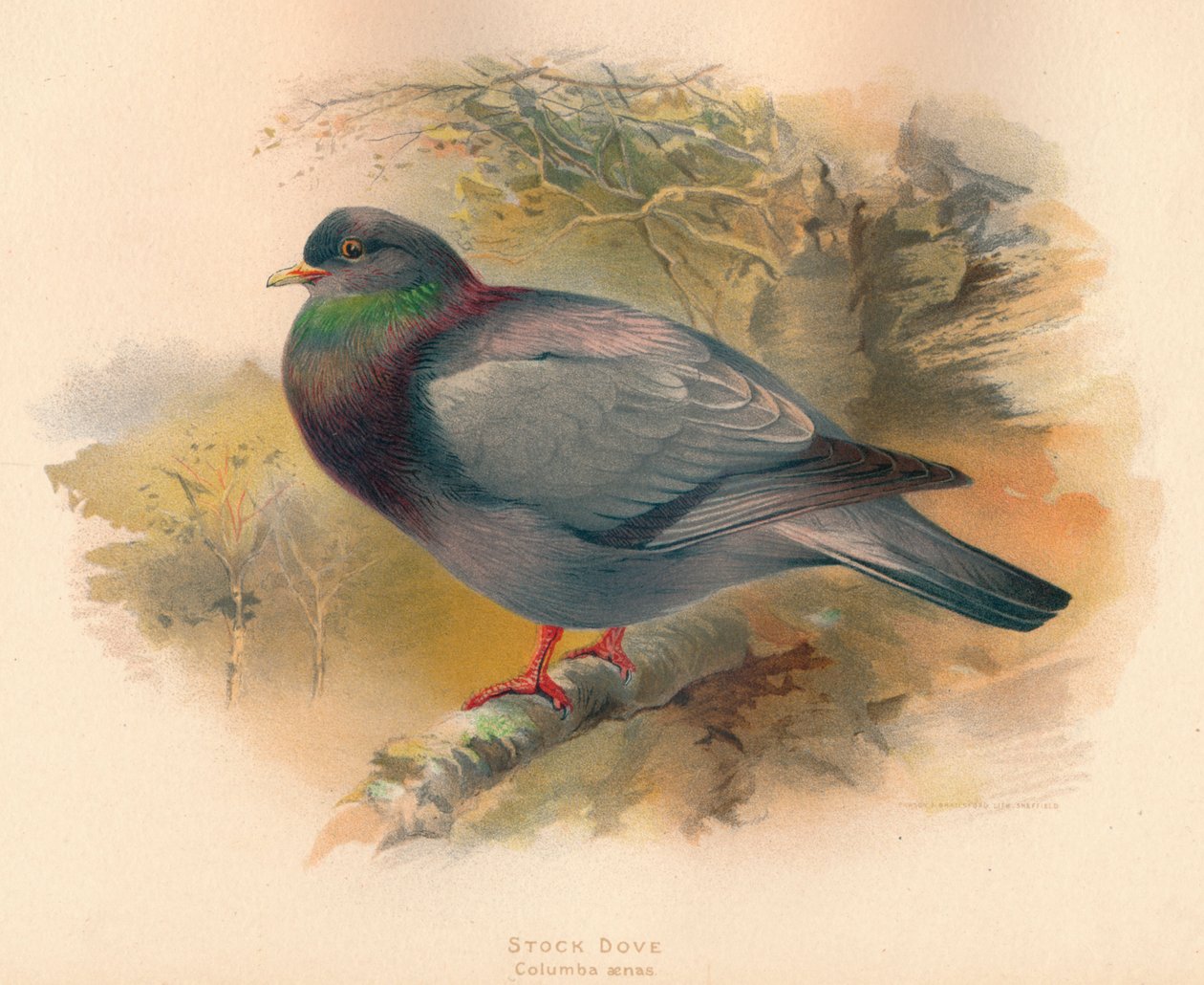 Pigeon colombin Columba aenas, 1900 - Charles Whymper