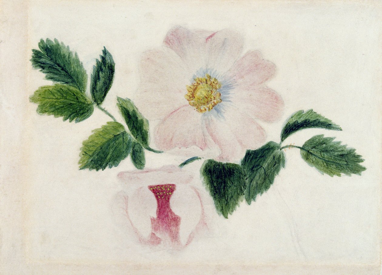 Roses roses - Charlotte Bronte