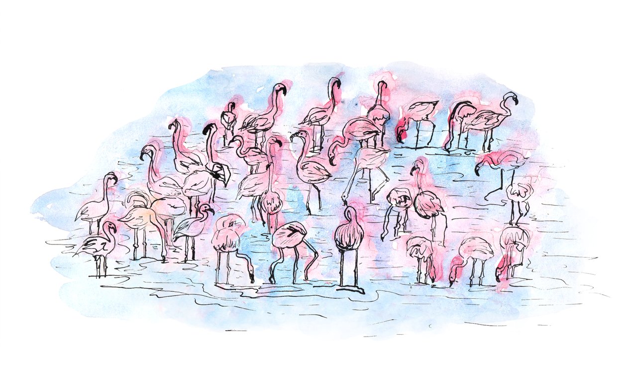 Flamants roses 2, 2018 - Charlotte Orr