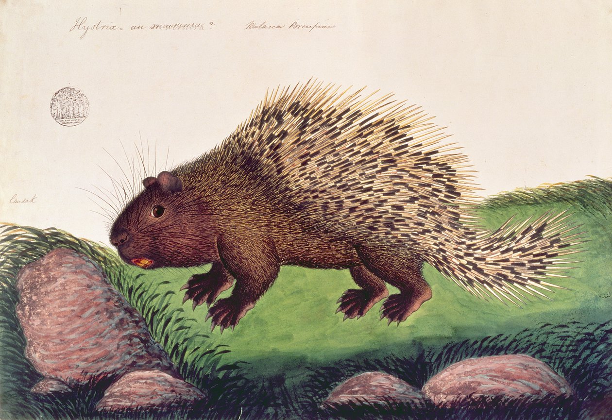 Dammai Batoo, de Dessins d