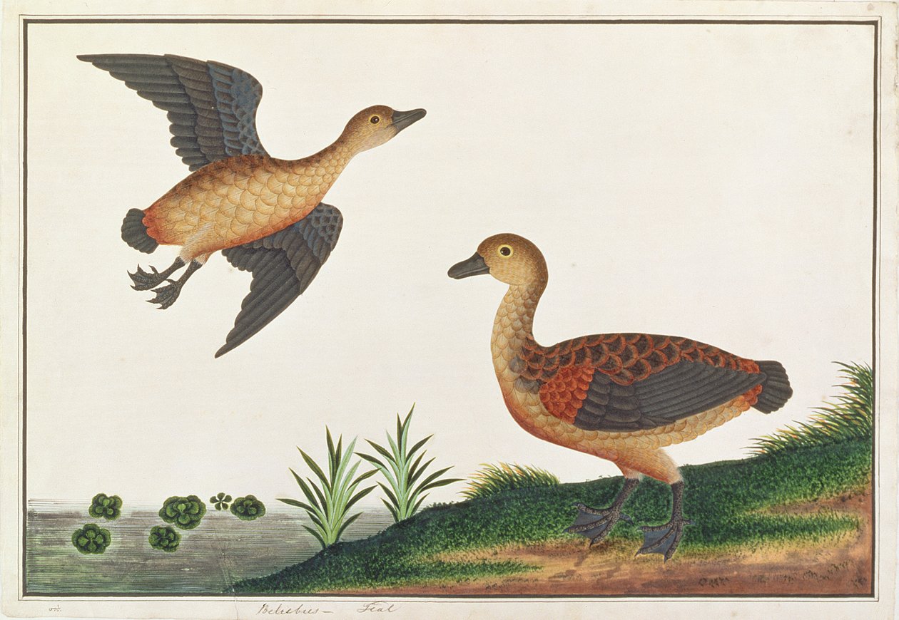 Dendrocygne veuf, des dessins d