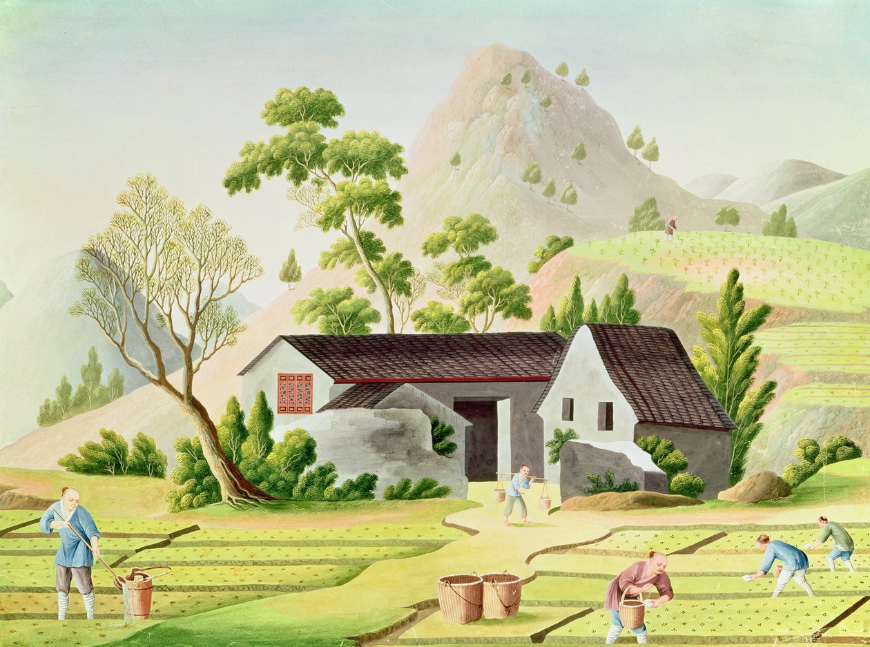 Paysans dans les rizières - Chinese School