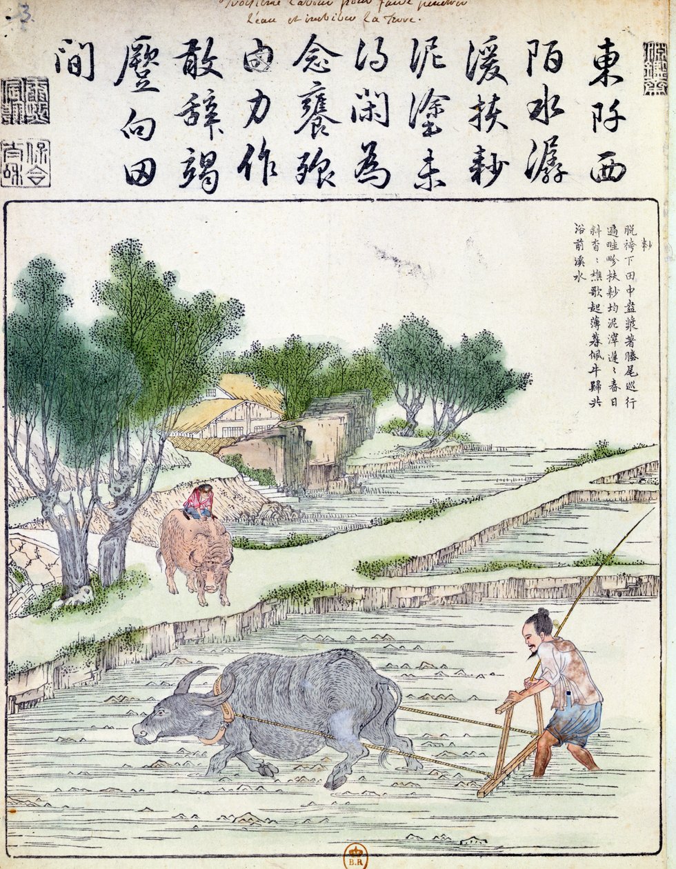Culture du riz en Chine - Chinese School