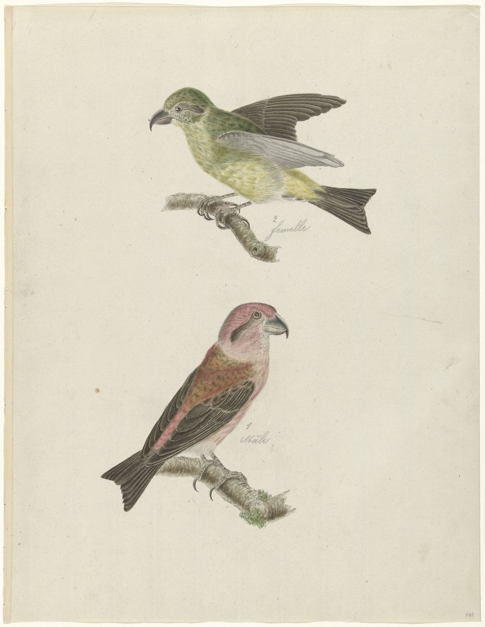 Deux becs-croisés - Christiaan Sepp (possibly)