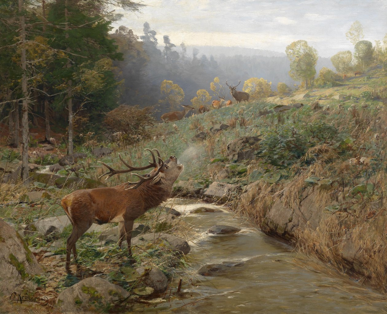 Troupeau de cerfs dans une clairière forestière - Christian Kröner