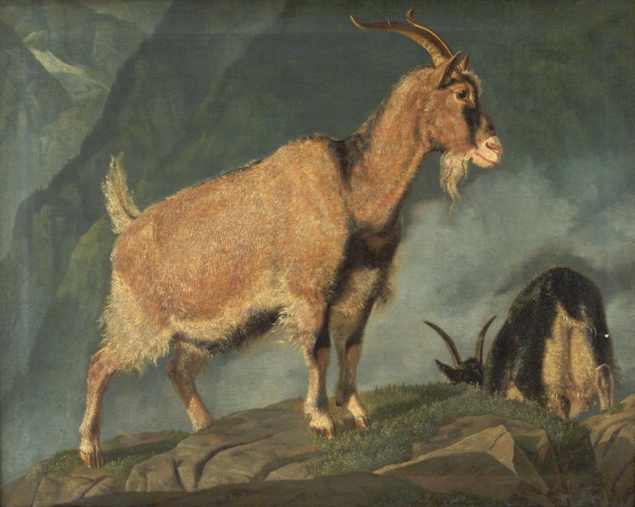 Chèvres dans les Alpes - Christian Holm