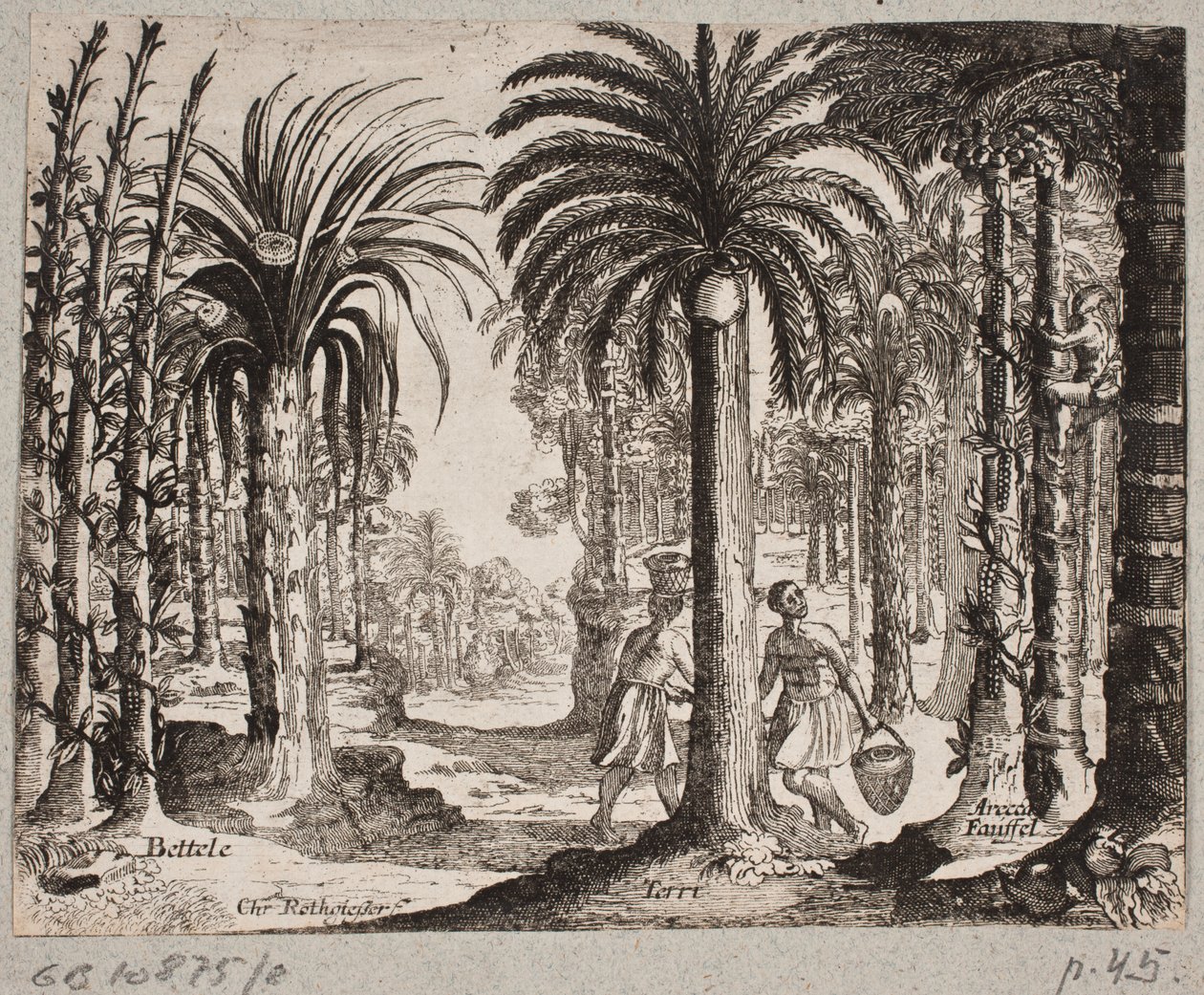 Bosquet de palmiers à bétel - Christian Rothgiesser