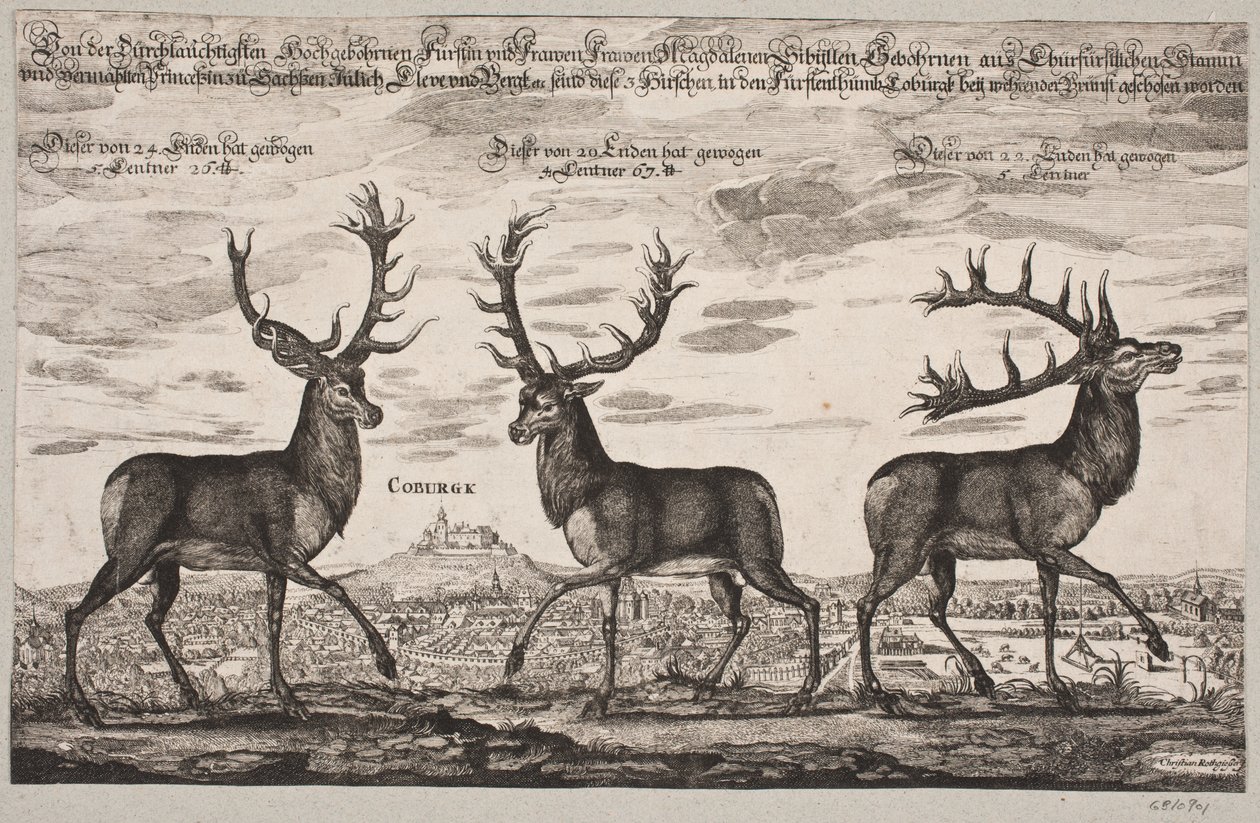 Trois cerfs abattus à Cobourg - Christian Rothgiesser
