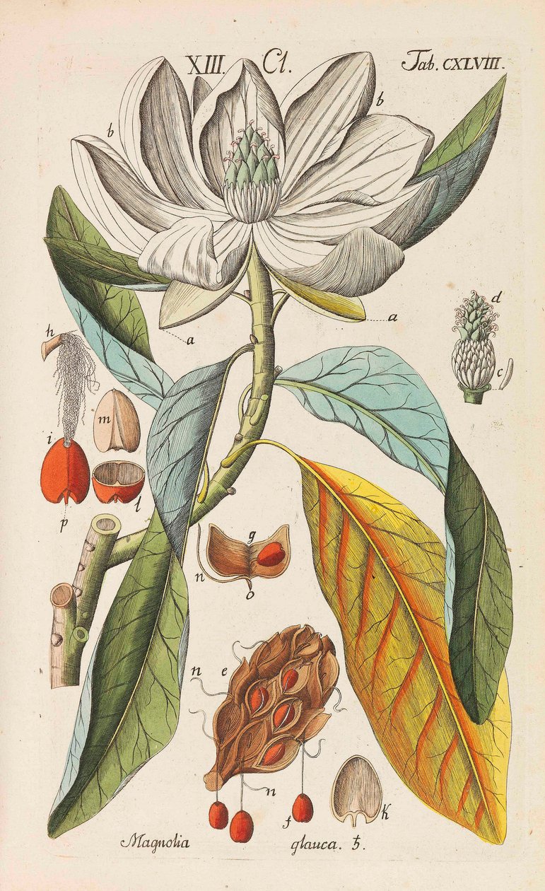 Botanisches Handbuch, 1808 - Christian Schkuhr