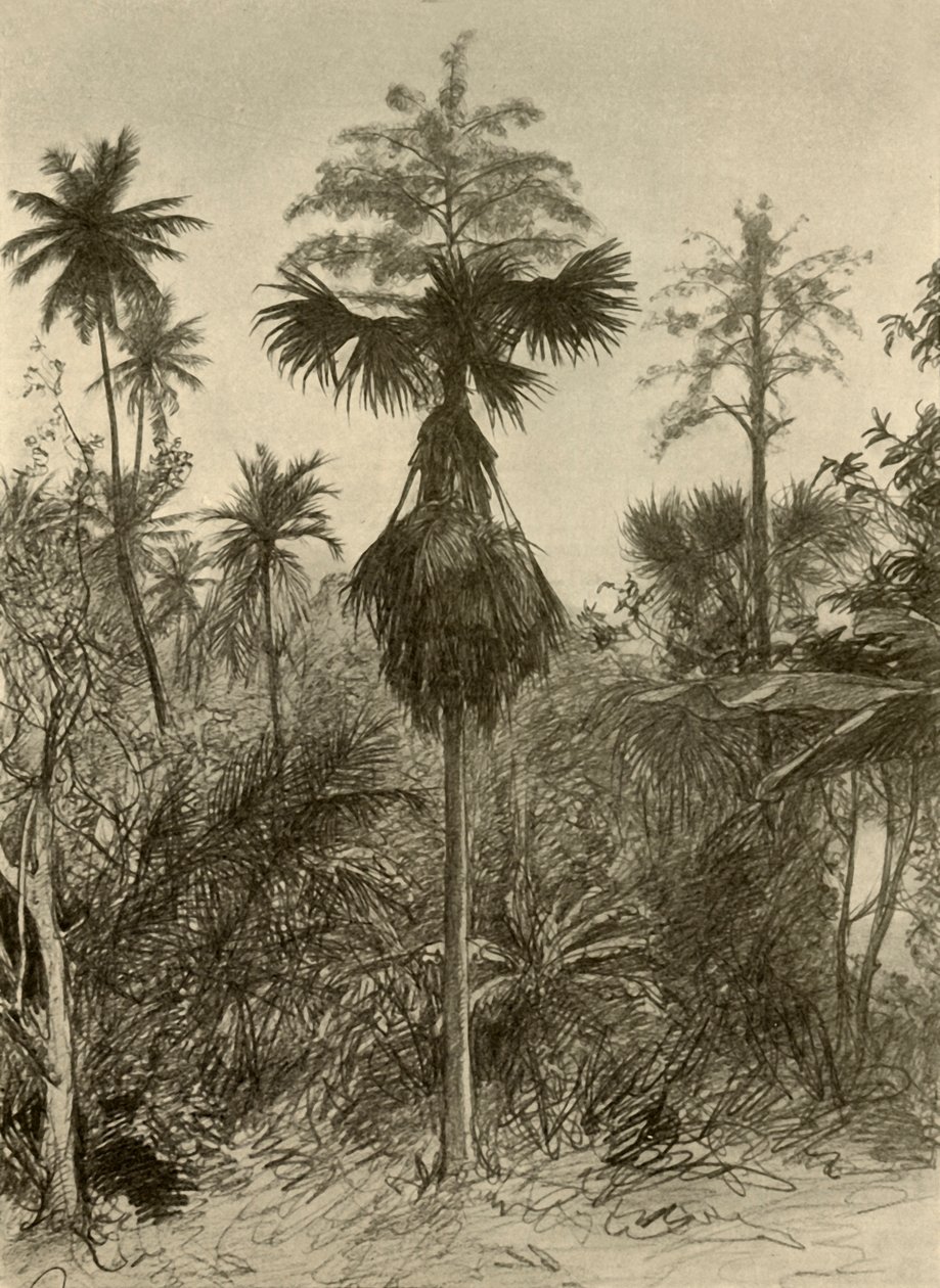 Palmier Talipot après floraison, Ceylan - Christian Wilhelm Allers