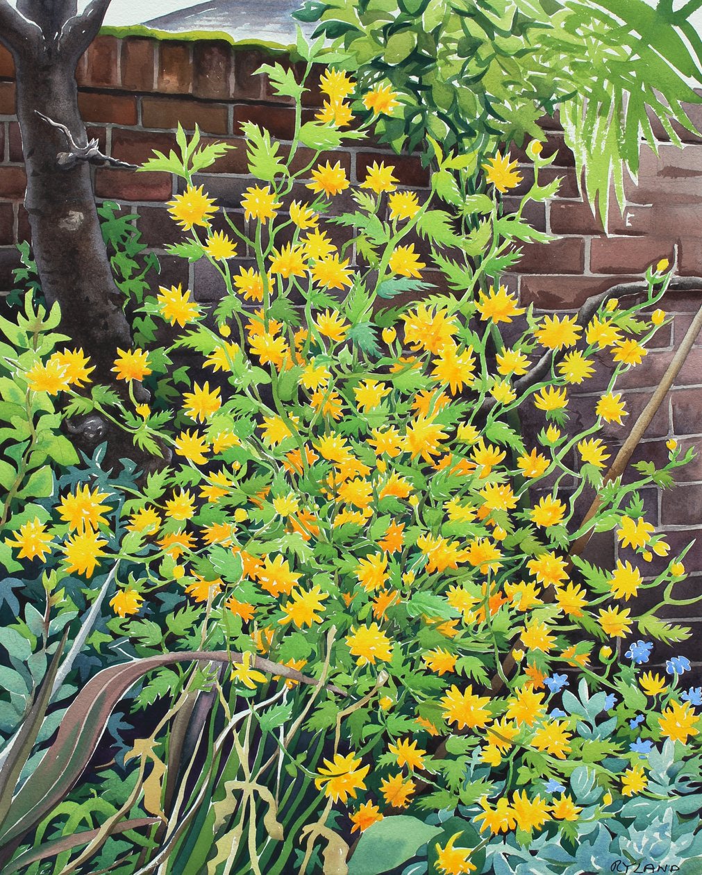 Kerria japonica - Christopher Ryland