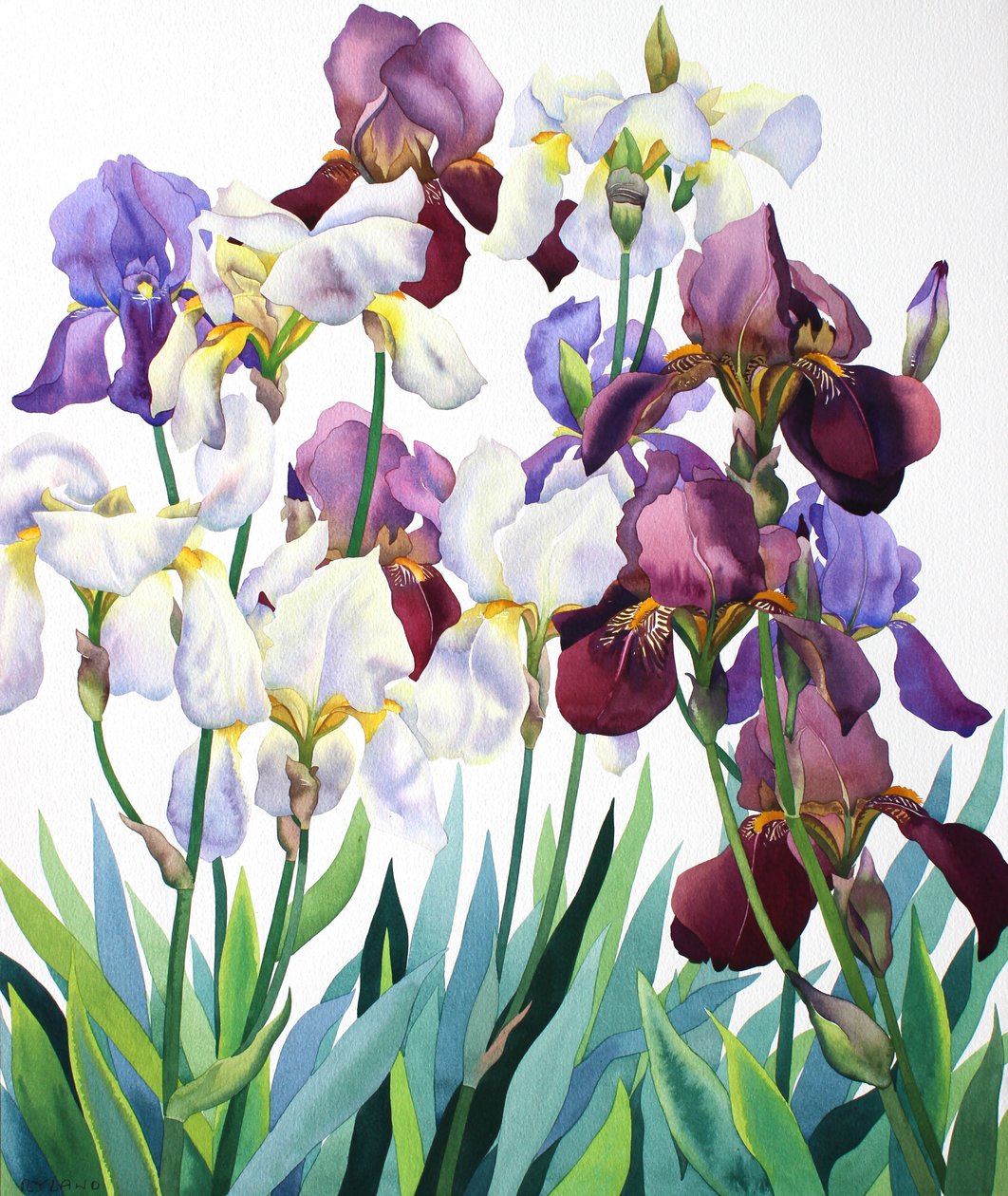 Iris blancs et violets - Christopher Ryland