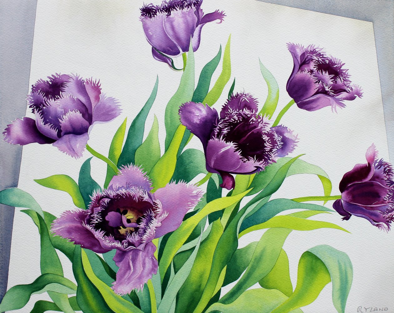 Tulipes à franges violettes - Christopher Ryland