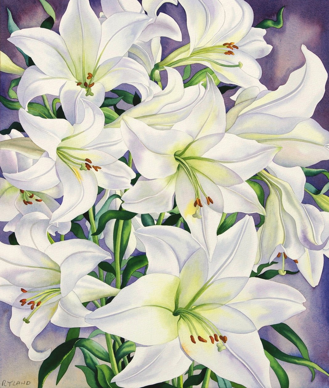 Lys blancs, 2008 - Christopher Ryland
