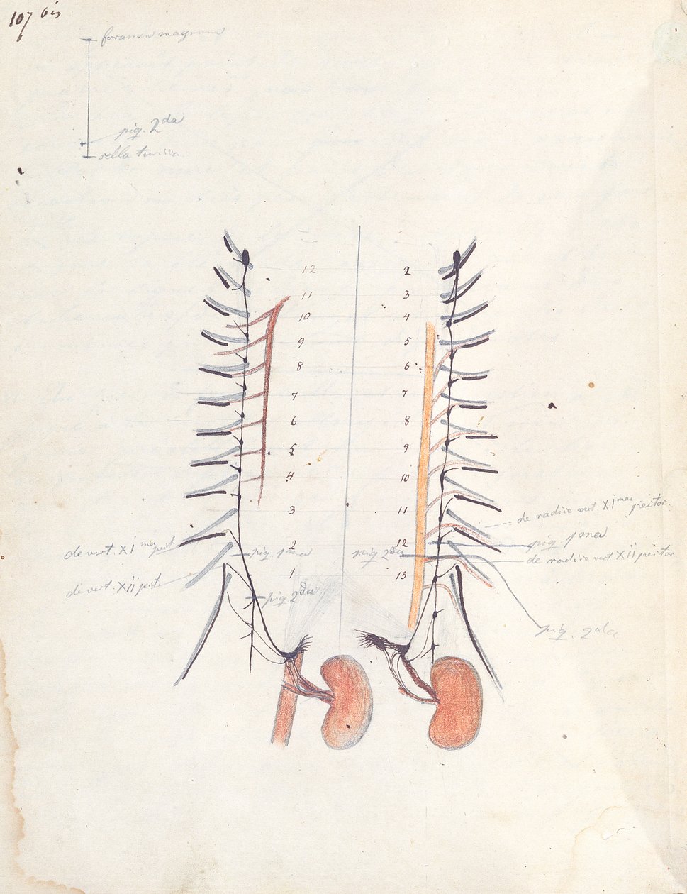 Les Reins, vers 1843 - Claude Bernard