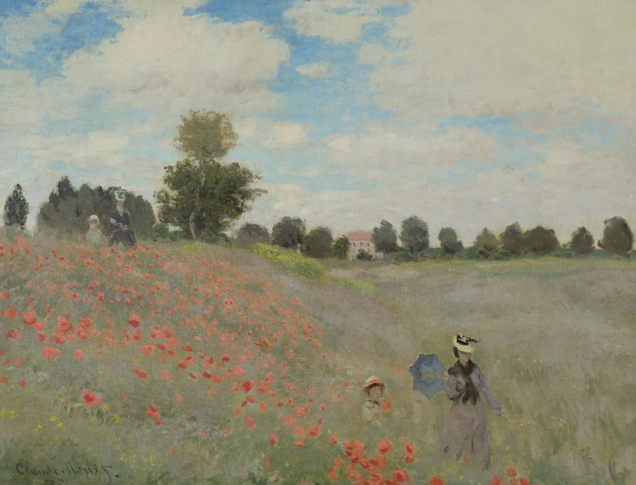 Coquelicots sauvages, près d