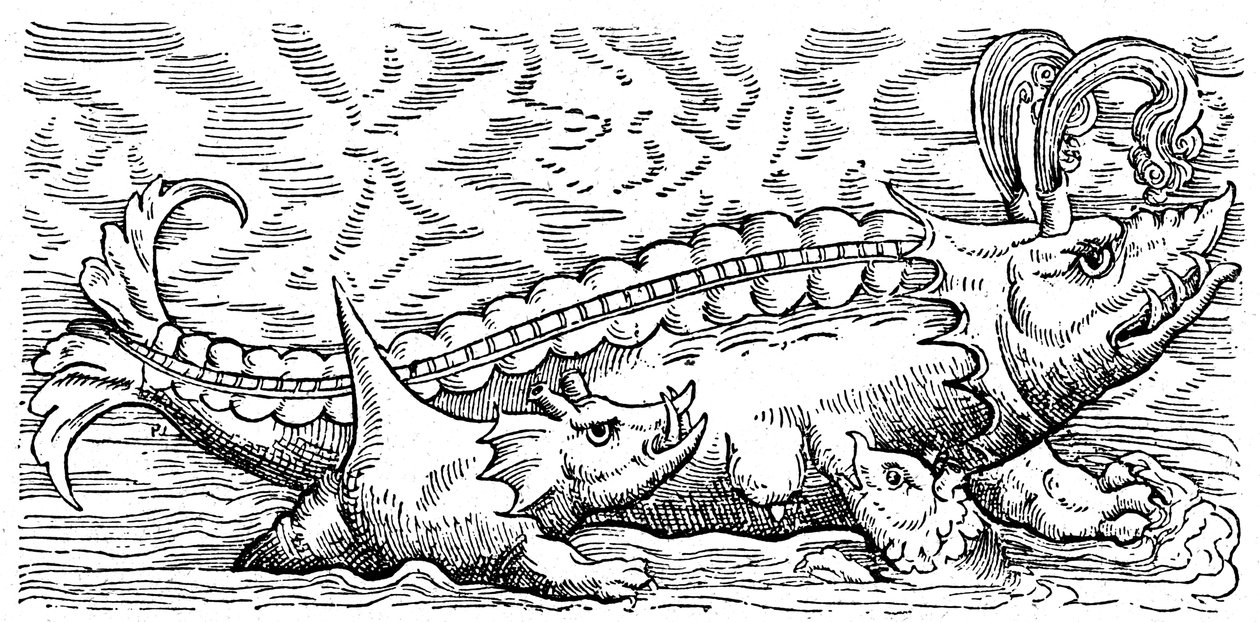 Baleine allaitante et cochon de mer - Conrad (after) Gesner