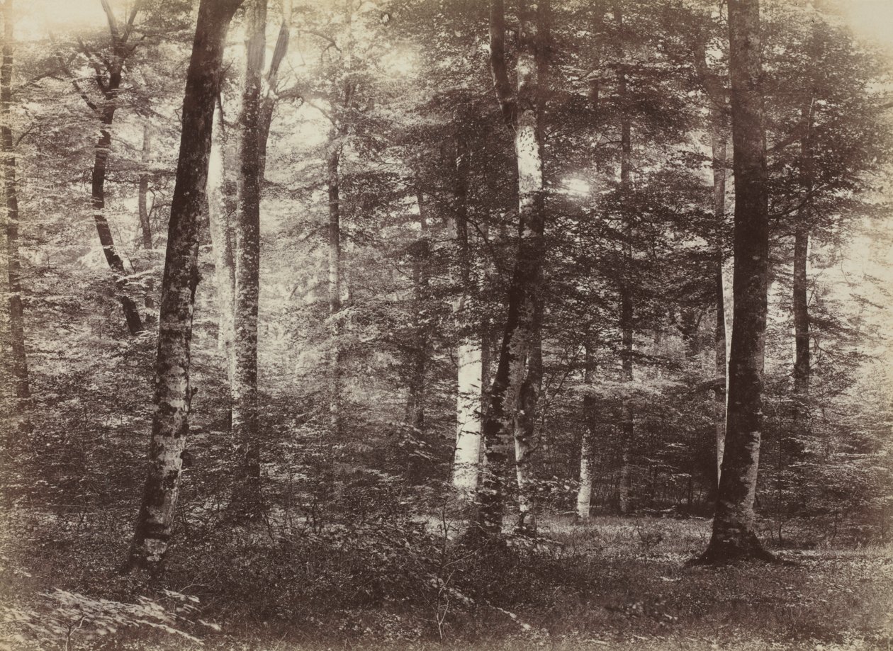 Sans titre (La forêt de Fontainebleau) - Constant Alexandre Famin
