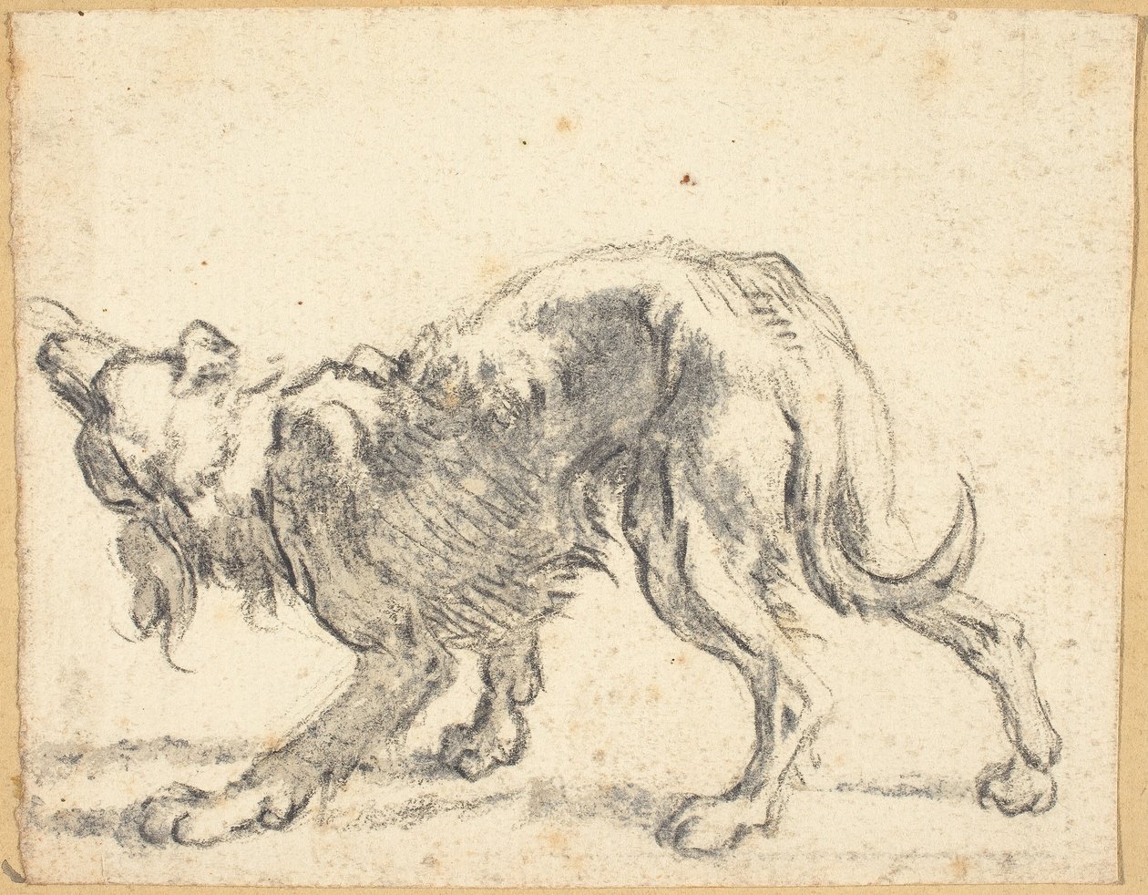 Un chien - Cornelis Saftleven