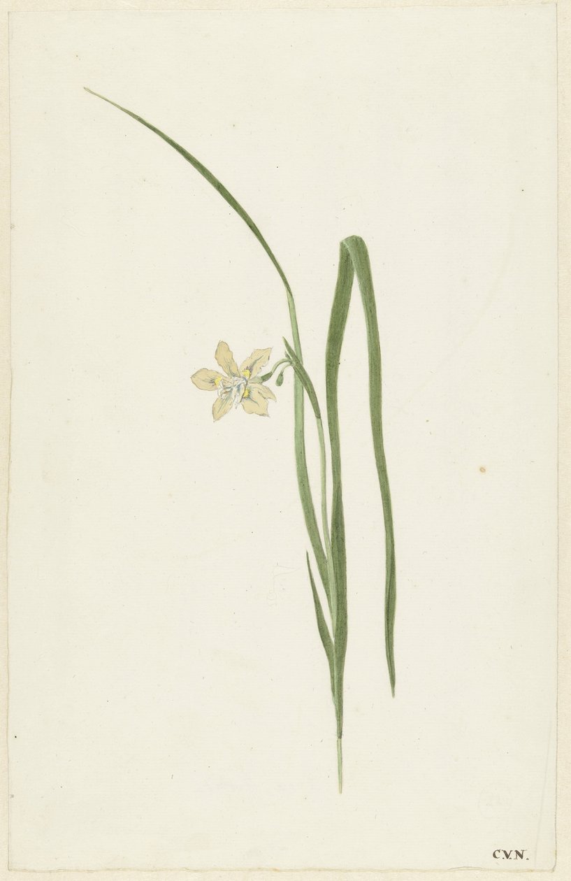 Iris - Cornelis van Noorde