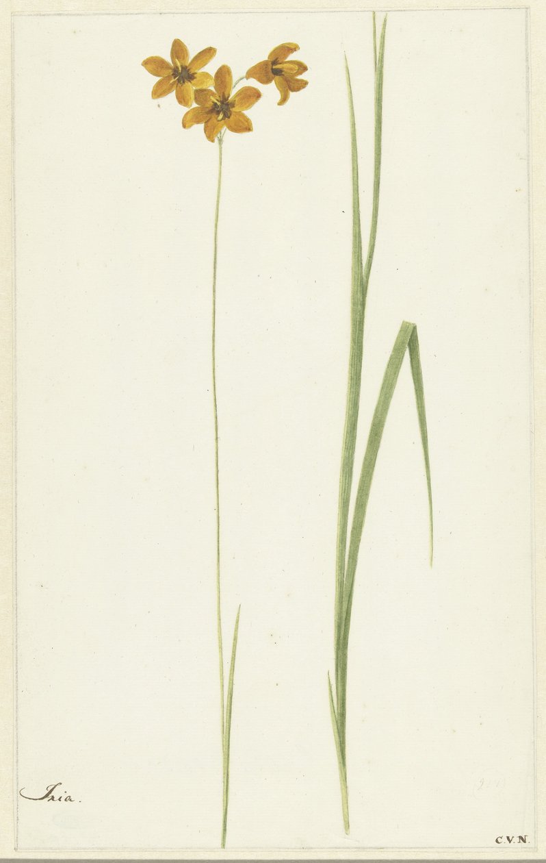 Ixia - Cornelis van Noorde
