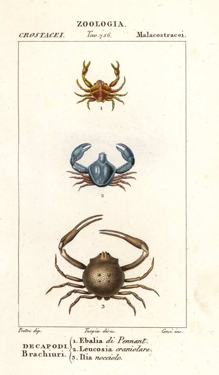 Espèce de crabe - Corsi Corsi