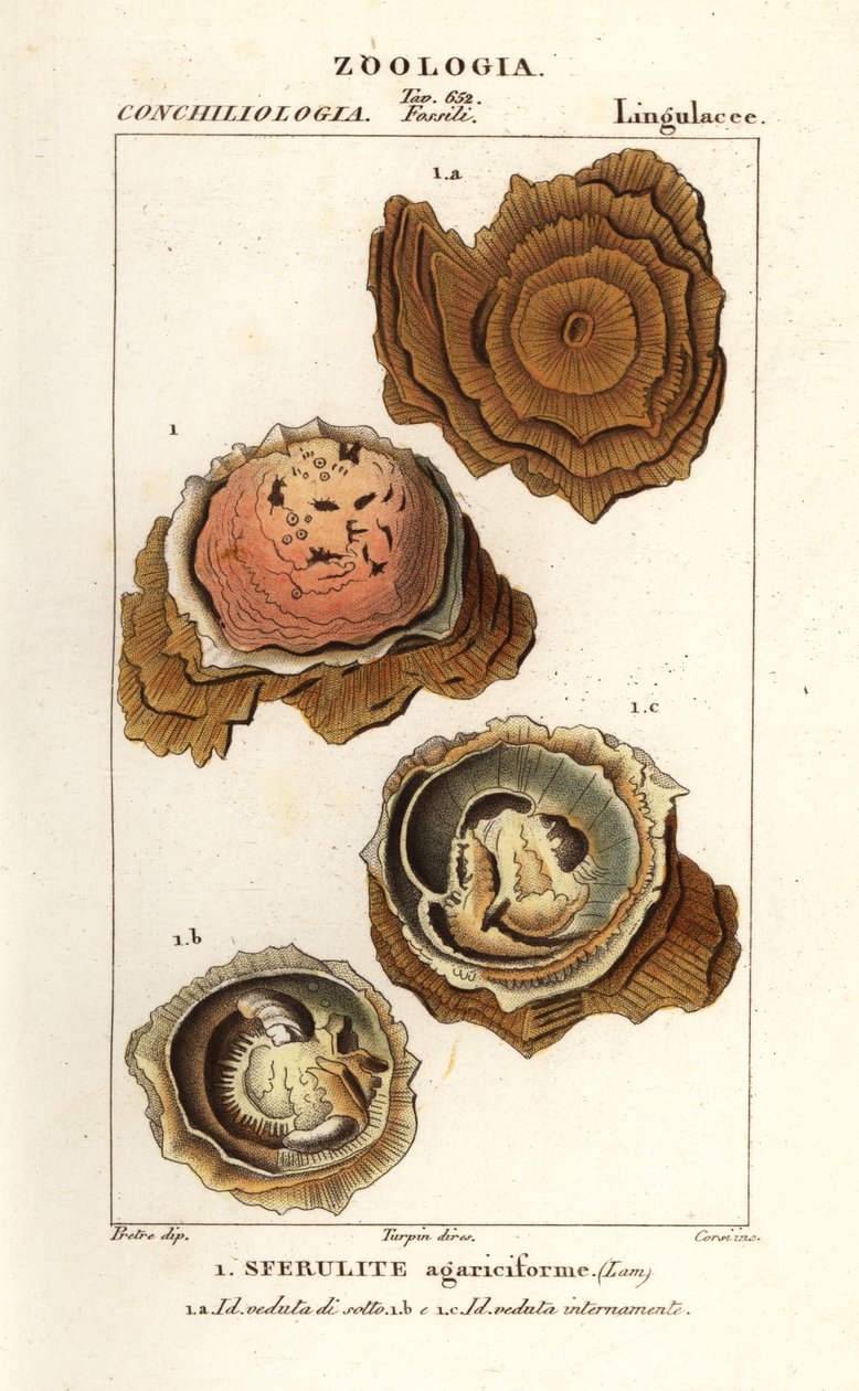 Sphérulites agariciformis - Corsi Corsi