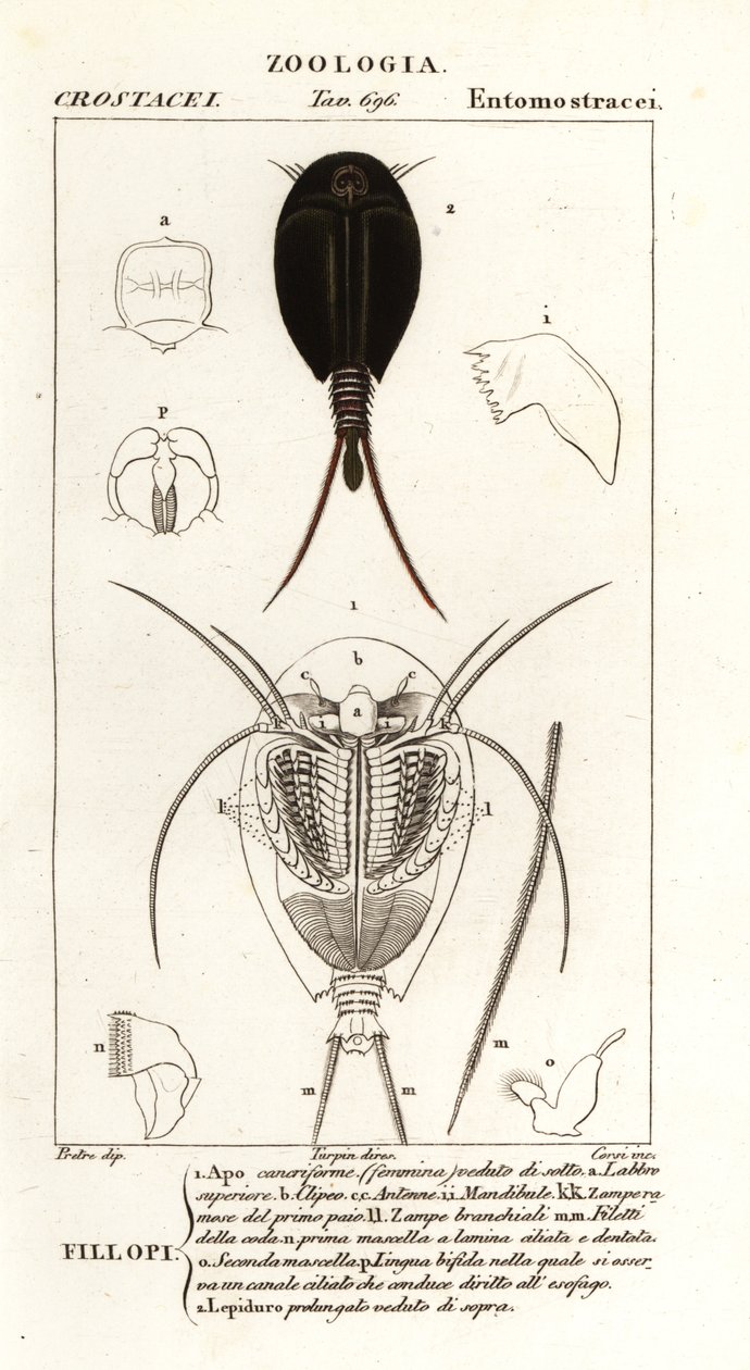 Triops - Corsi Corsi