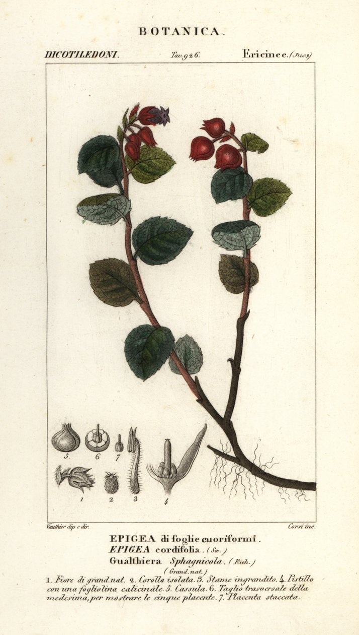 Gaulthérie, Gaultheria domingensis - Corsi Corsi
