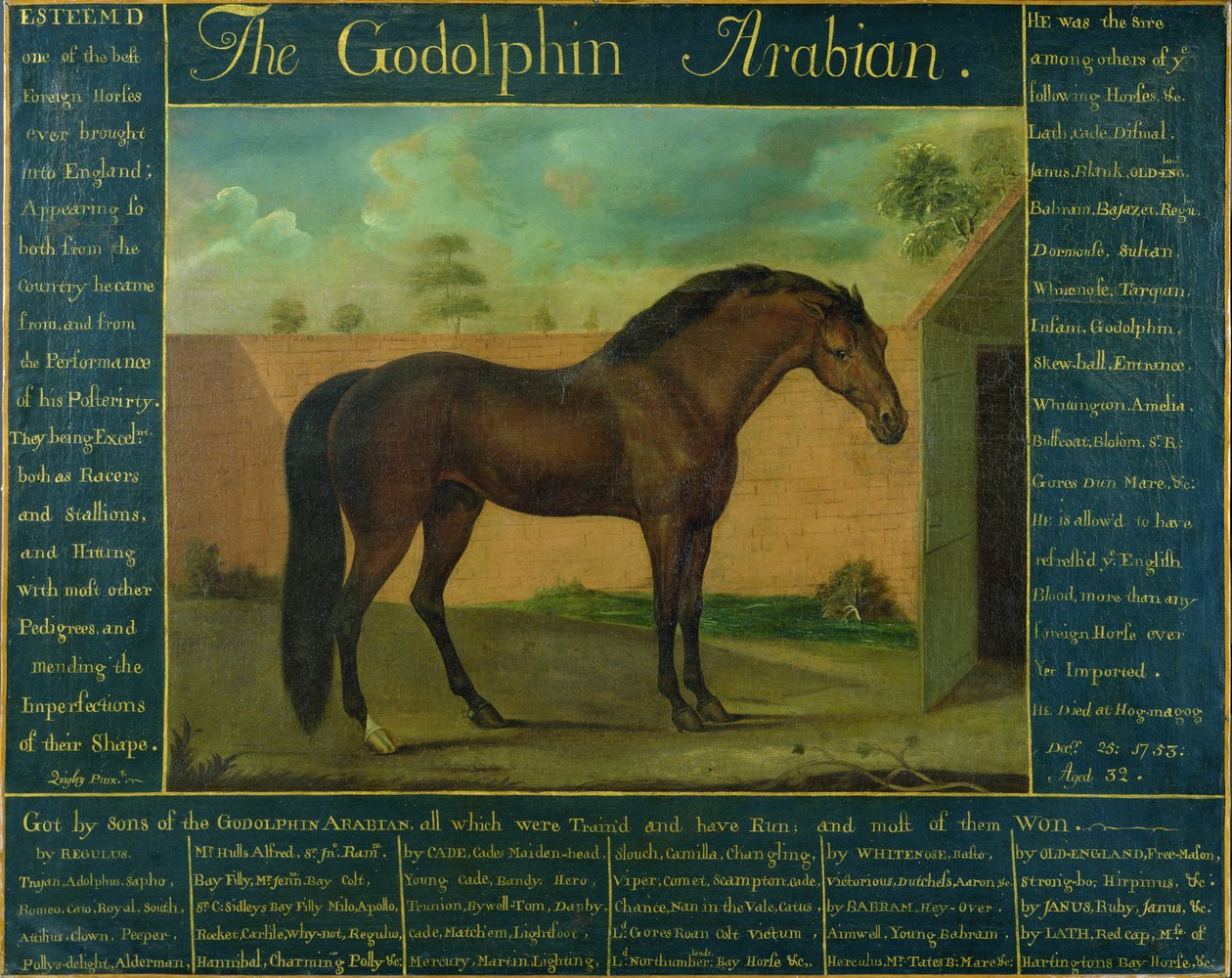 Le Godolphin Arabian - D. Quigley