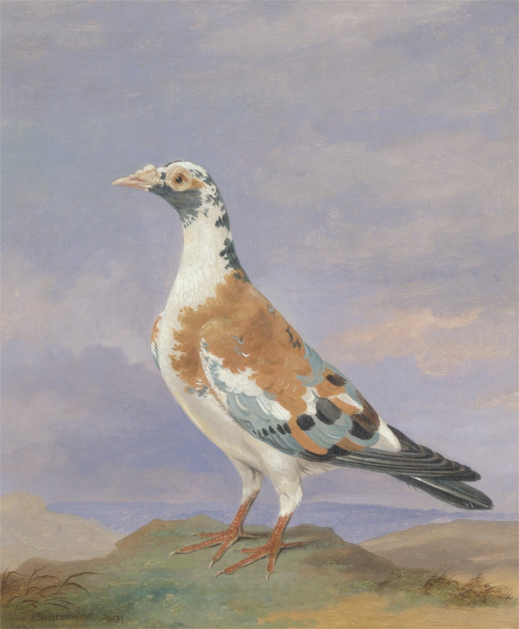 Pigeon Grizzle Carrier - D. the Younger Wolstenholme