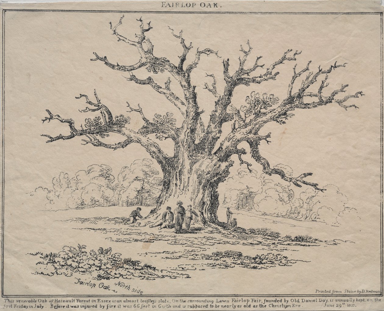 Fairlop Oak - D. H. Redman