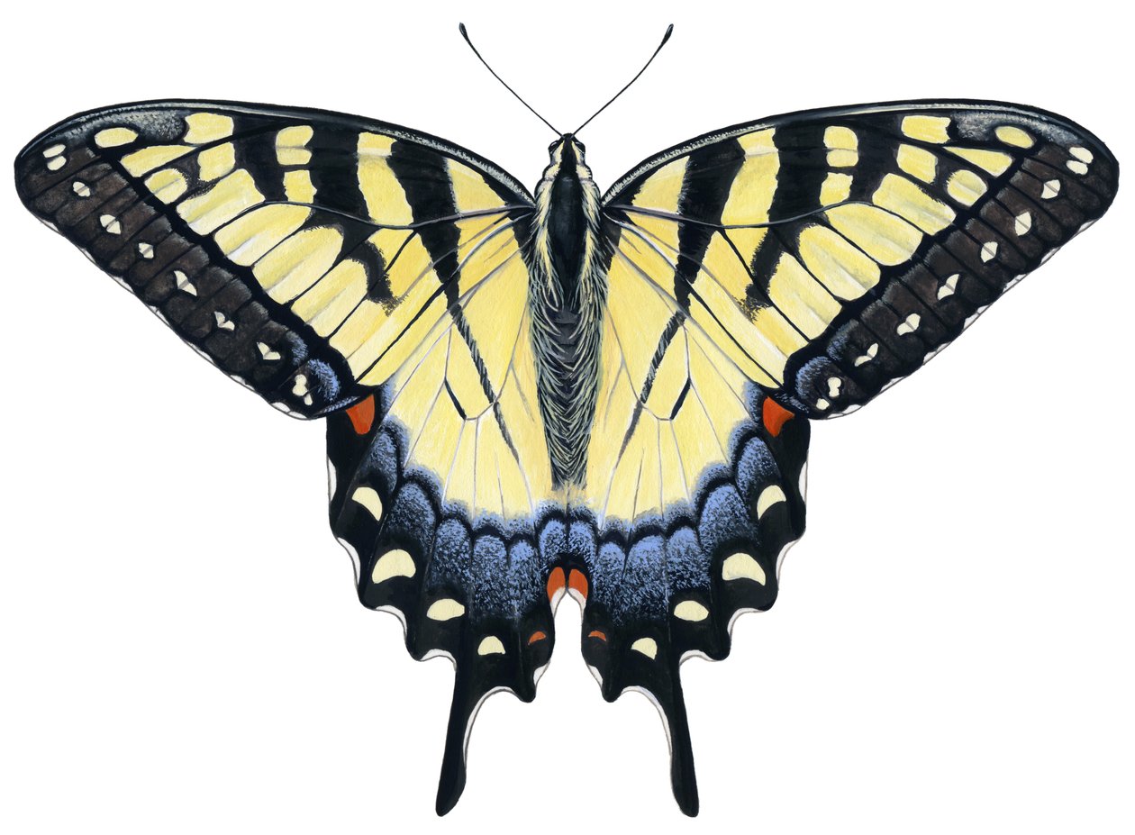 Papillon Tigré - Damstra Emily