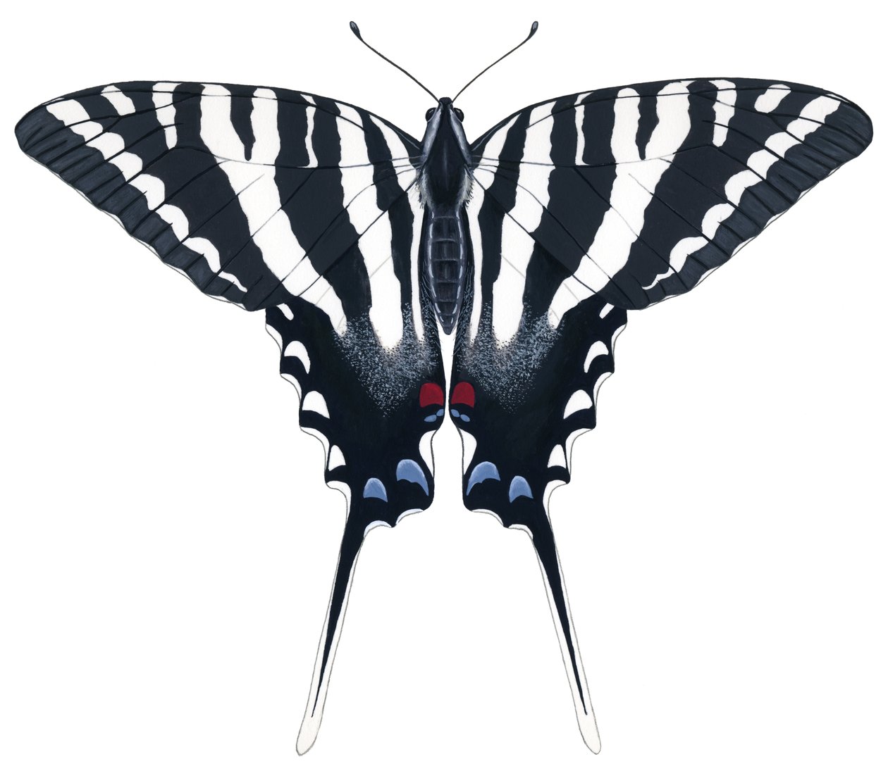 Papillon Zèbre Swallowtail - Damstra Emily