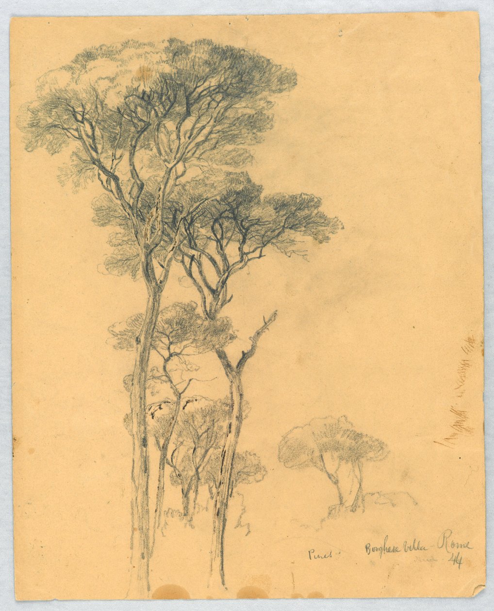 Étude de pins, Villa Borghese, Rome - Daniel Huntington