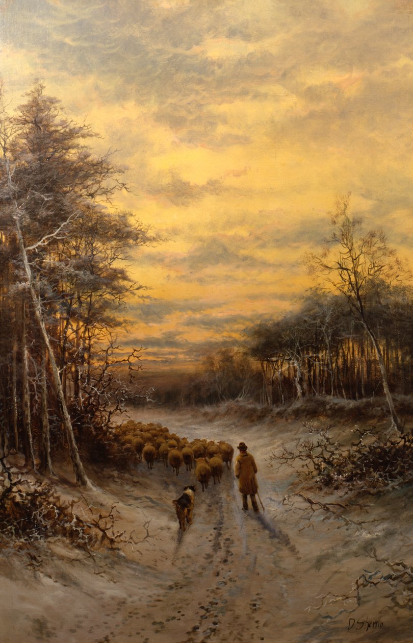 Moutons dans la neige - Daniel Sherrin