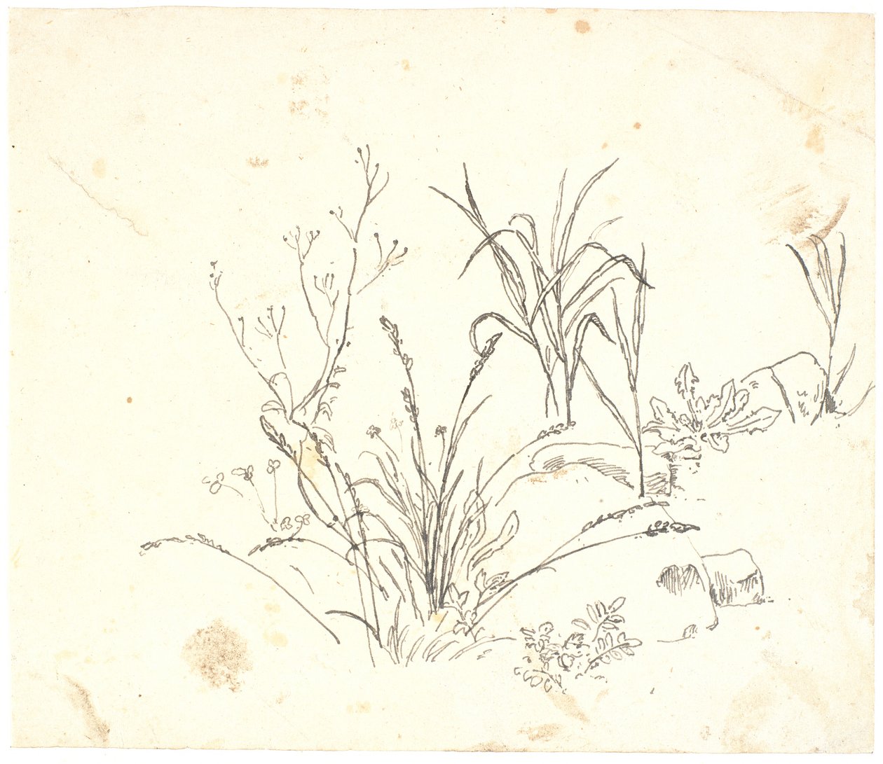 Herbe - Dankvart Dreyer