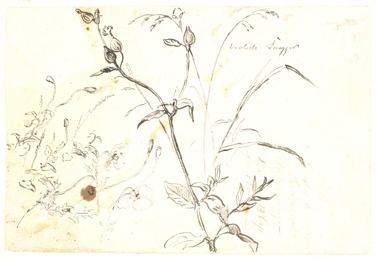 Études de plantes - Dankvart Dreyer