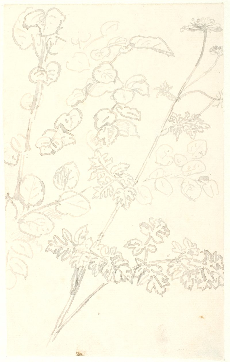Études de plantes - Dankvart Dreyer