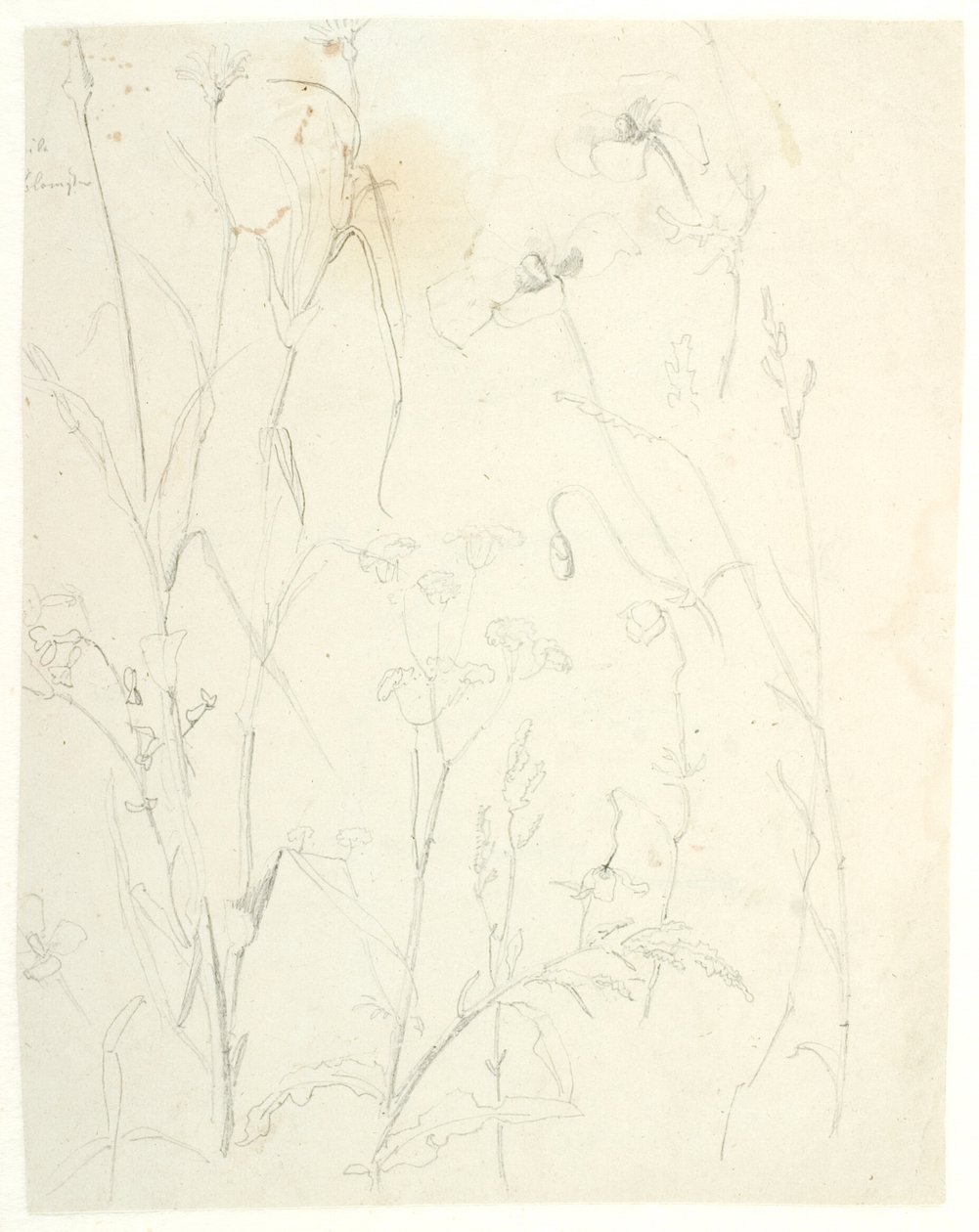 Études de plantes - Dankvart Dreyer