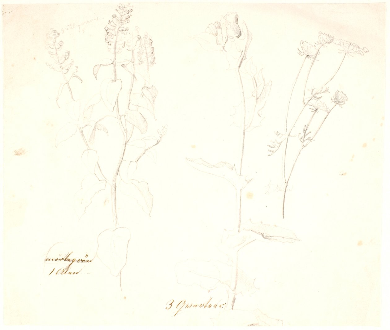Études de plantes - Dankvart Dreyer