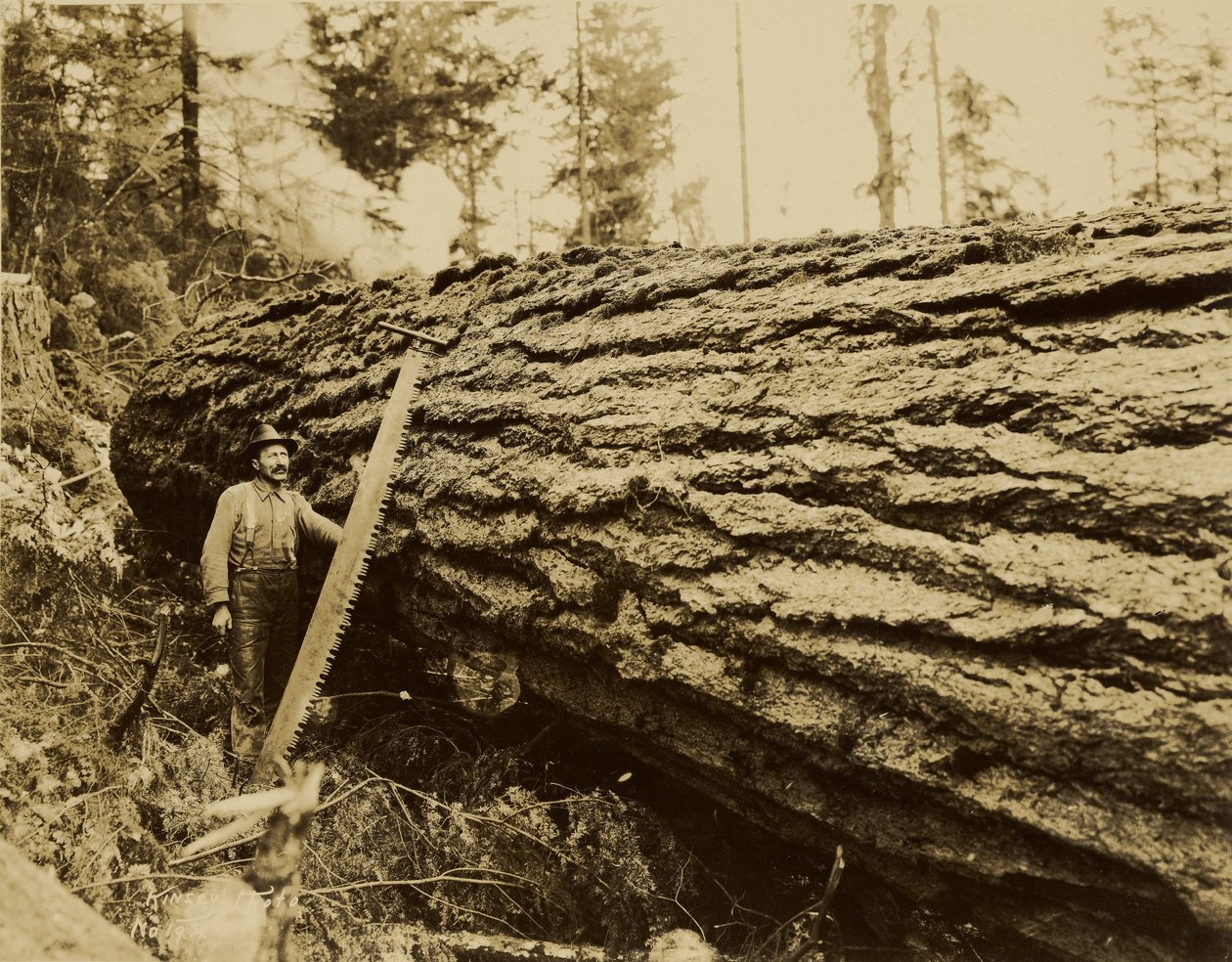 [Bûcheron, tronçonneuse et arbre abattu]. - Darius Kinsey