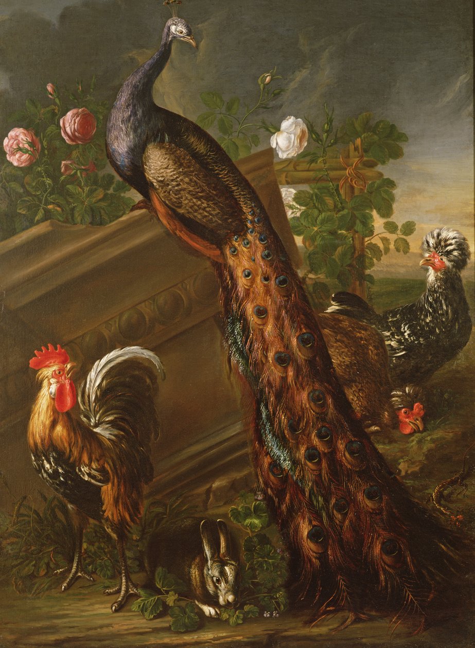 Paon et coqs, 17e siècle - David de Koninck