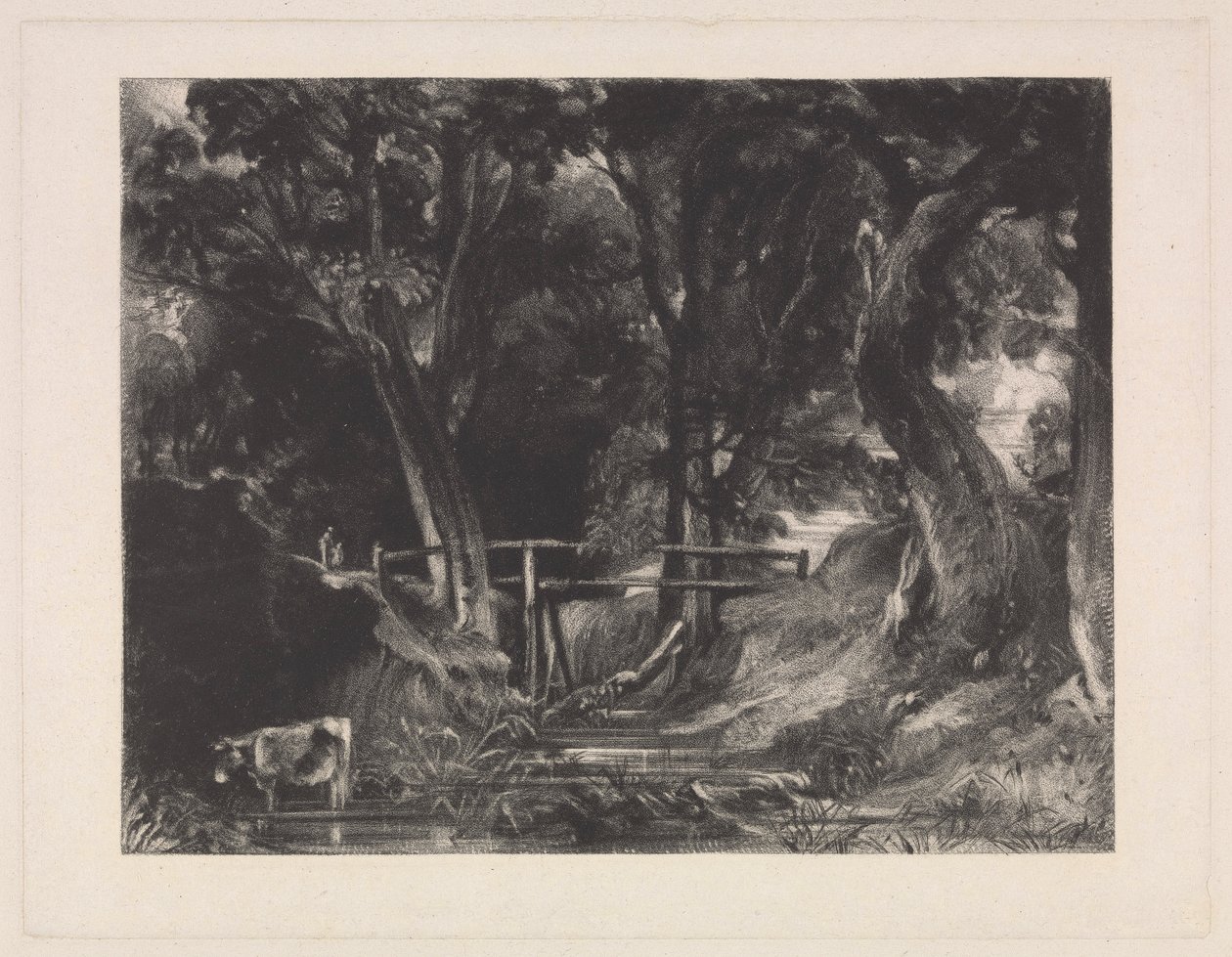 Un vallon, Helmingham Park, Suffolk - David Lucas