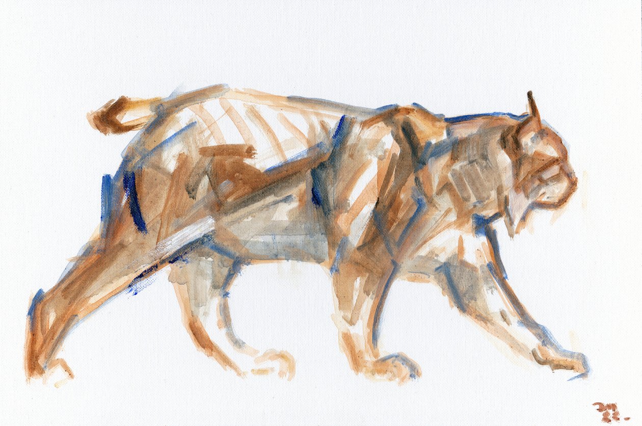 Lynx - David Mayer
