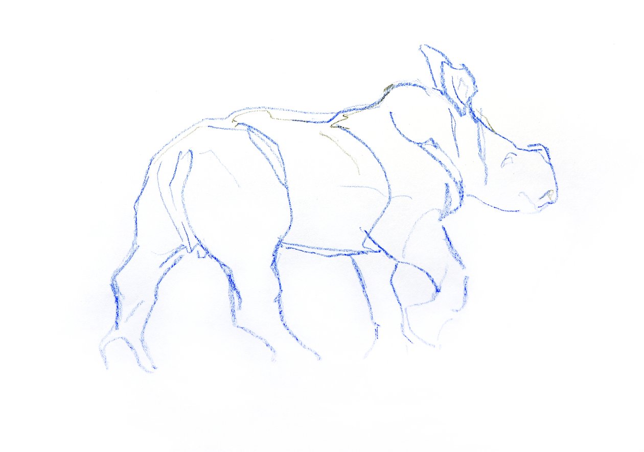 Bébé rhinocéros blanc - David Mayer