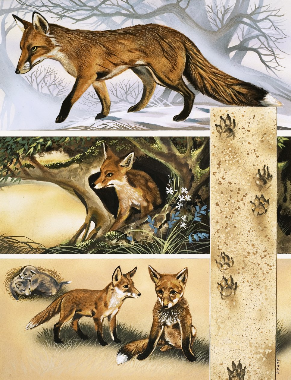 Le Renard - David Pratt