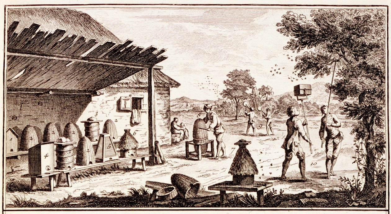 Apiculture, du Dictionnaire des Sciences, c.1770 (détail) - Denis Diderot