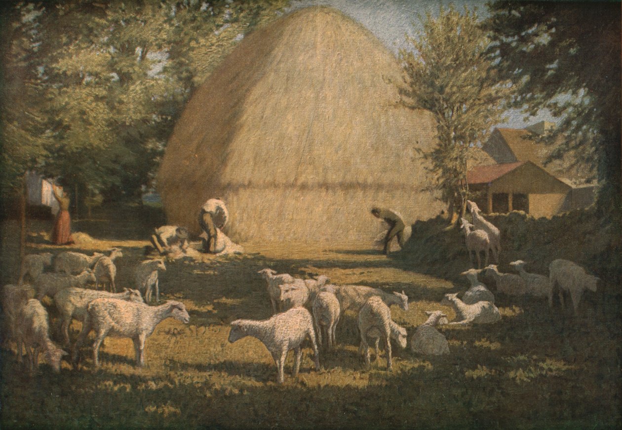 Tonte des moutons, 1901, vers 1930 - Dermod O